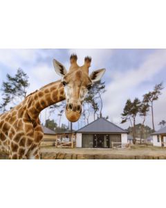 Safari Resort Beekse Bergen!